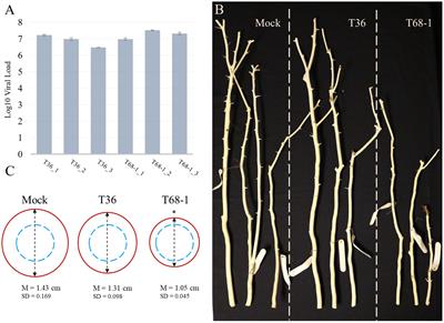 Transcriptomic alterations in the sweet orange vasculature correlate with growth repression induced by a variant of citrus tristeza virus